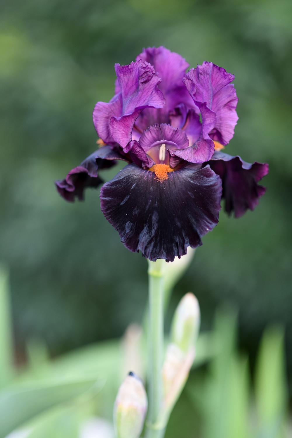 Photo of Tall Bearded Iris (Iris 'Black Magic Woman') uploaded by cliftoncat