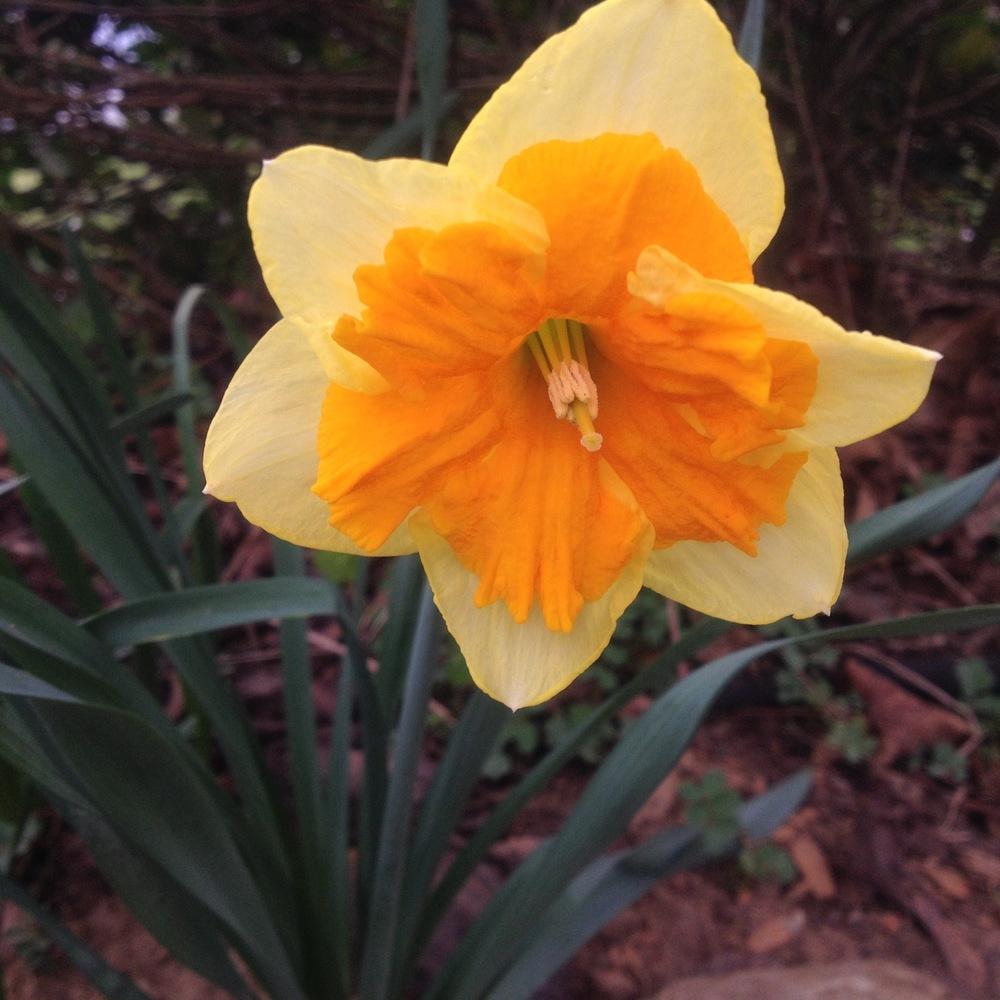 Photo of Daffodils (Narcissus) uploaded by csandt