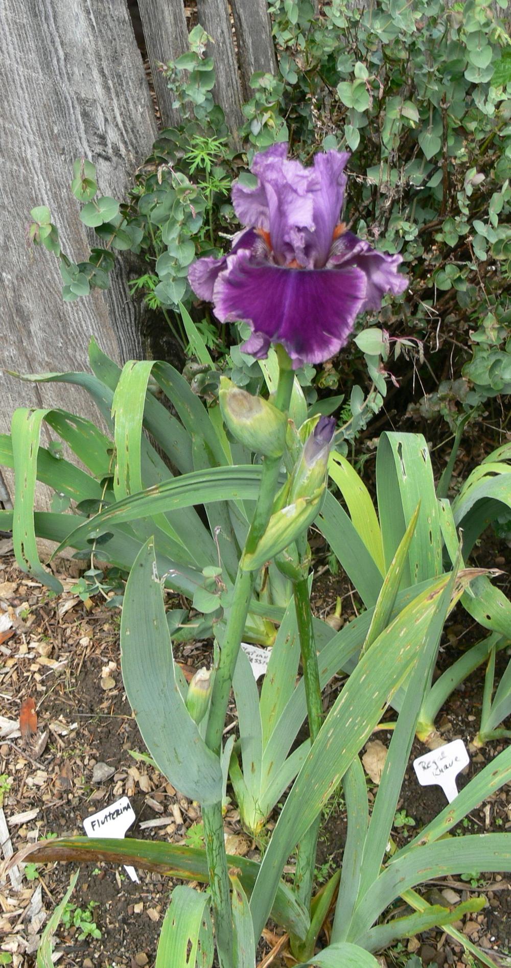 Photo of Tall Bearded Iris (Iris 'Another Woman') uploaded by janwax