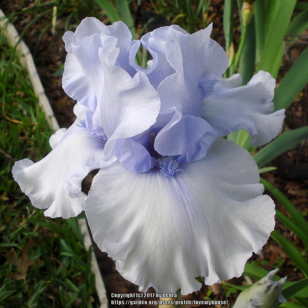 Photo of Tall Bearded Iris (Iris 'Blue Trill') uploaded by lovemyhouse