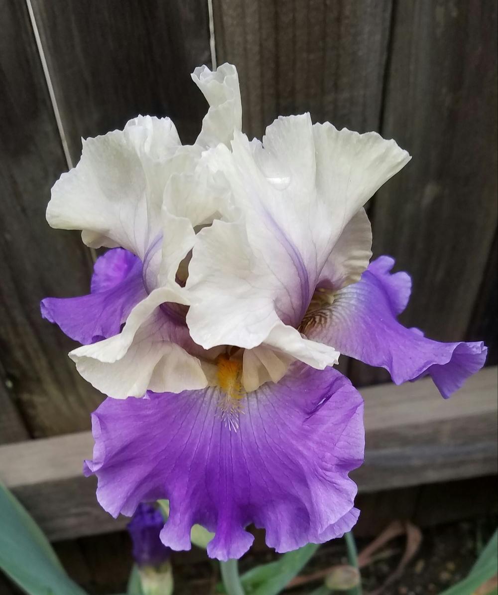 Photo of Tall Bearded Iris (Iris 'Subtle Beauty') uploaded by mesospunky