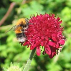 Location: Garden
Date: 2016-07
Bees love knautia