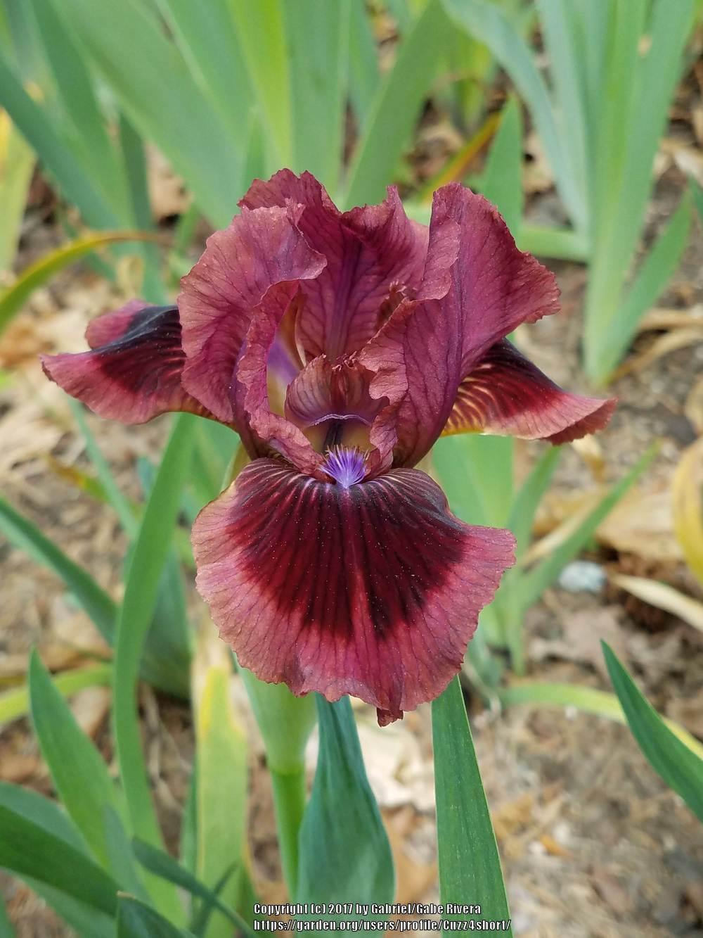 Photo of Standard Dwarf Bearded Iris (Iris 'Cat's Eye') uploaded by Cuzz4short