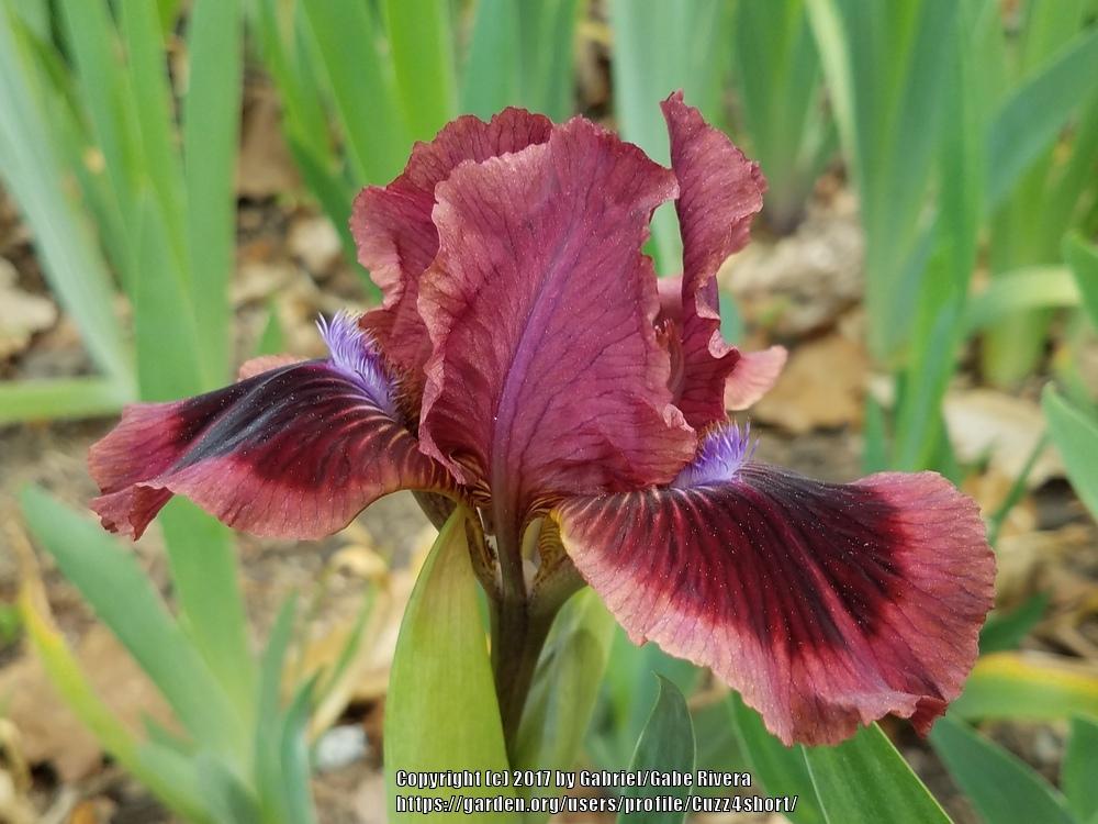 Photo of Standard Dwarf Bearded Iris (Iris 'Cat's Eye') uploaded by Cuzz4short