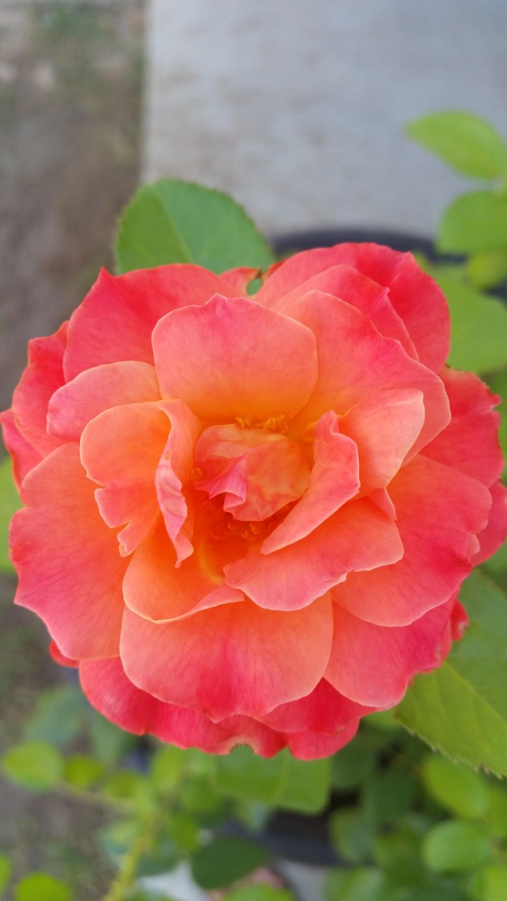 Photo of Floribunda Rose (Rosa 'Livin' Easy') uploaded by Roselover86