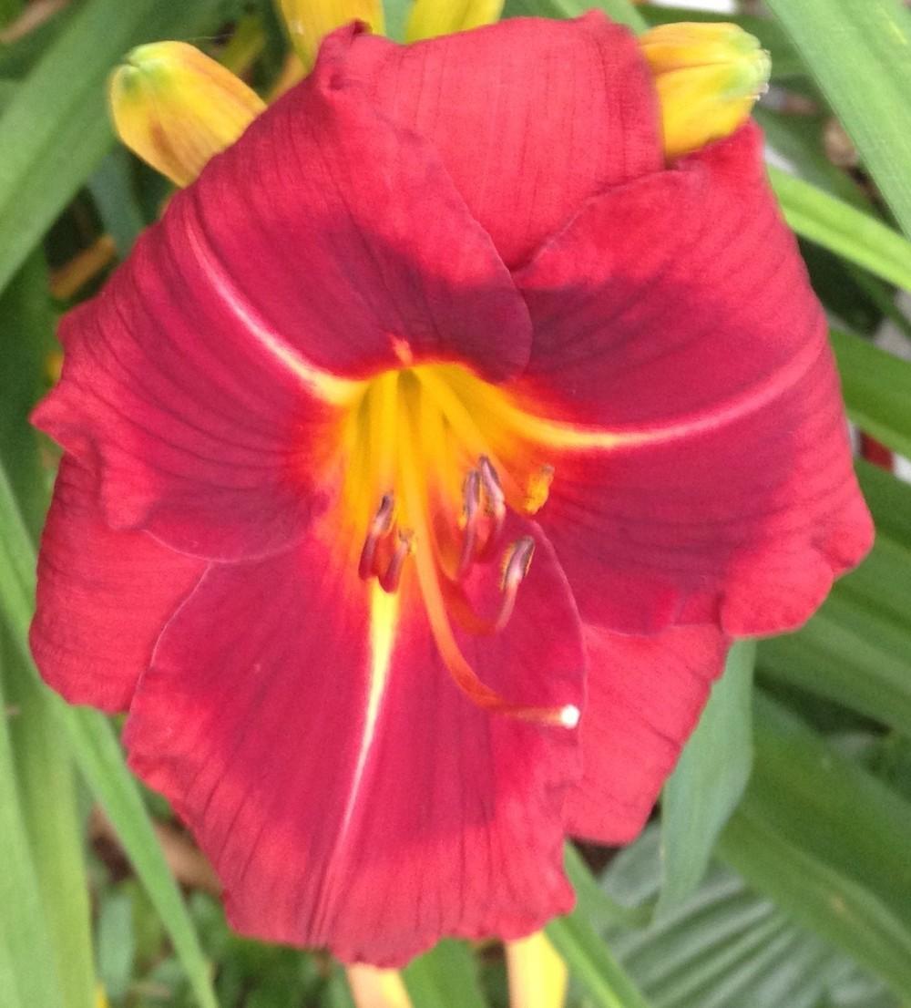Photo of Daylily (Hemerocallis 'Little Red Warbler') uploaded by bxncbx
