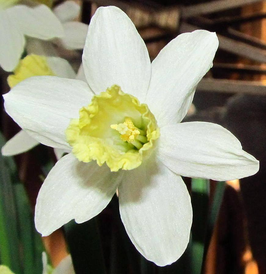 Photo of Trumpet Daffodil (Narcissus 'Snow Baby') uploaded by jmorth