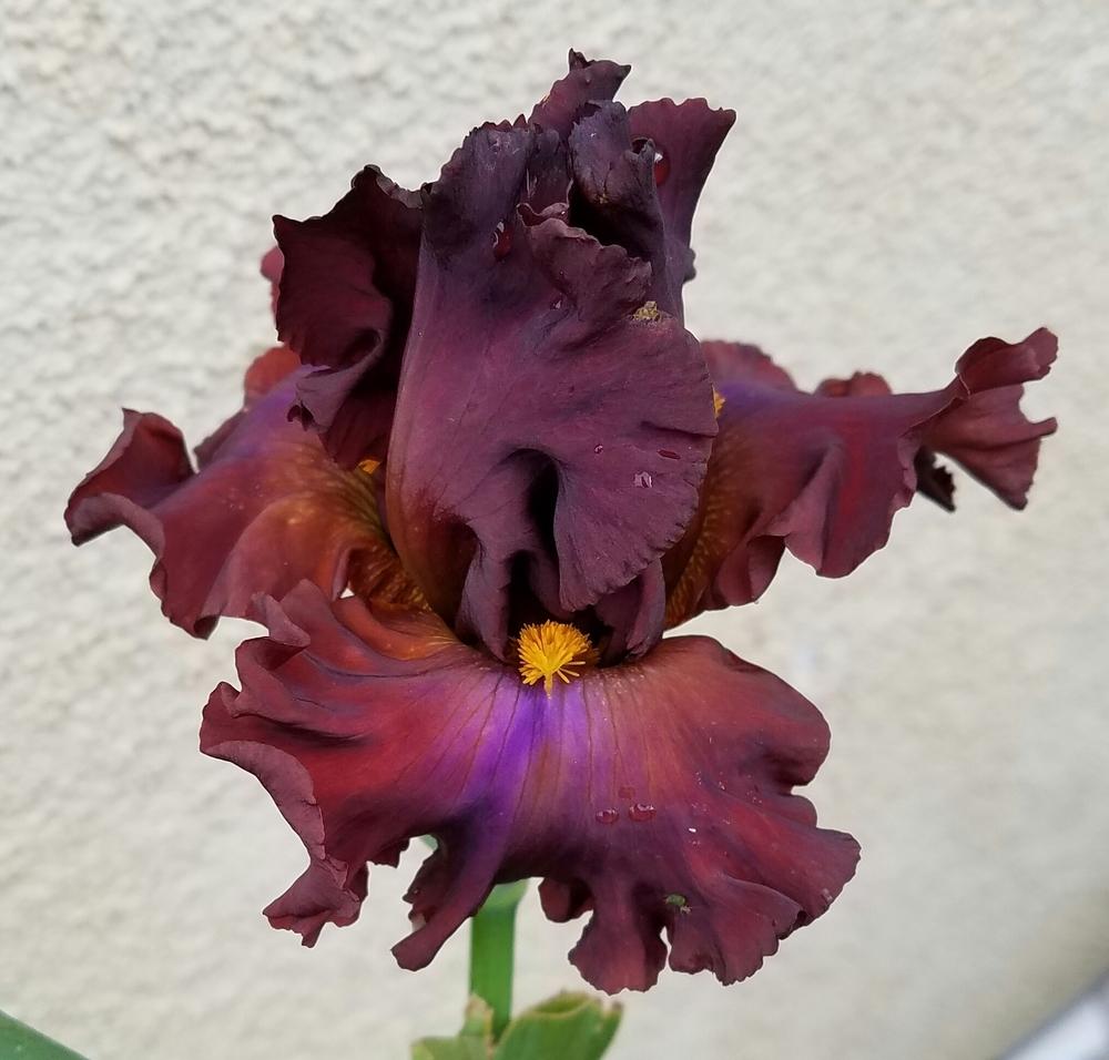 Photo of Tall Bearded Iris (Iris 'Cherokee Blaze') uploaded by mesospunky