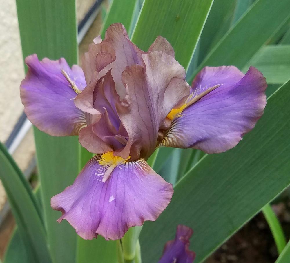 Photo of Intermediate Bearded Iris (Iris 'Devilish Nature') uploaded by mesospunky