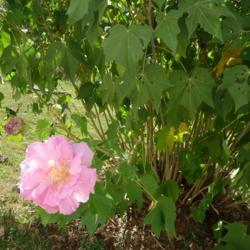 Location: Alabama
Date: 2014-06-27
Confederate Rose bloom and foliage