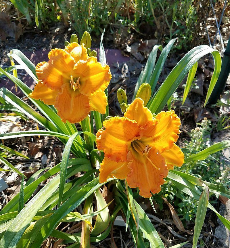 Photo of Daylily (Hemerocallis 'Orange Blossom Trail') uploaded by ocalagal