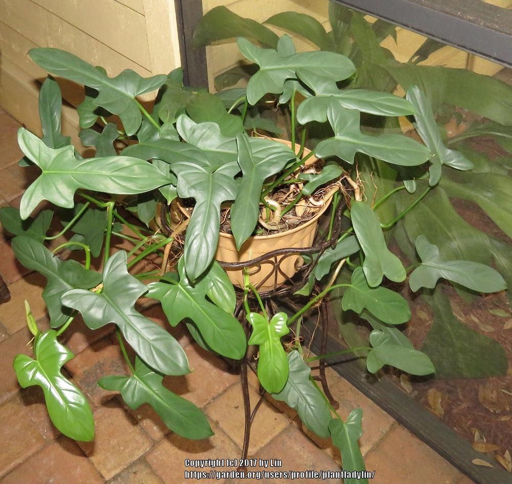 Photo of Horsehead Philodendron (Philodendron bipennifolium) uploaded by plantladylin