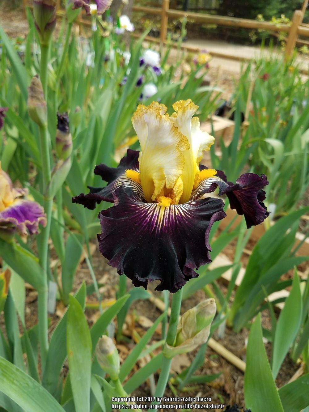 Photo of Tall Bearded Iris (Iris 'Reckless Abandon') uploaded by Cuzz4short