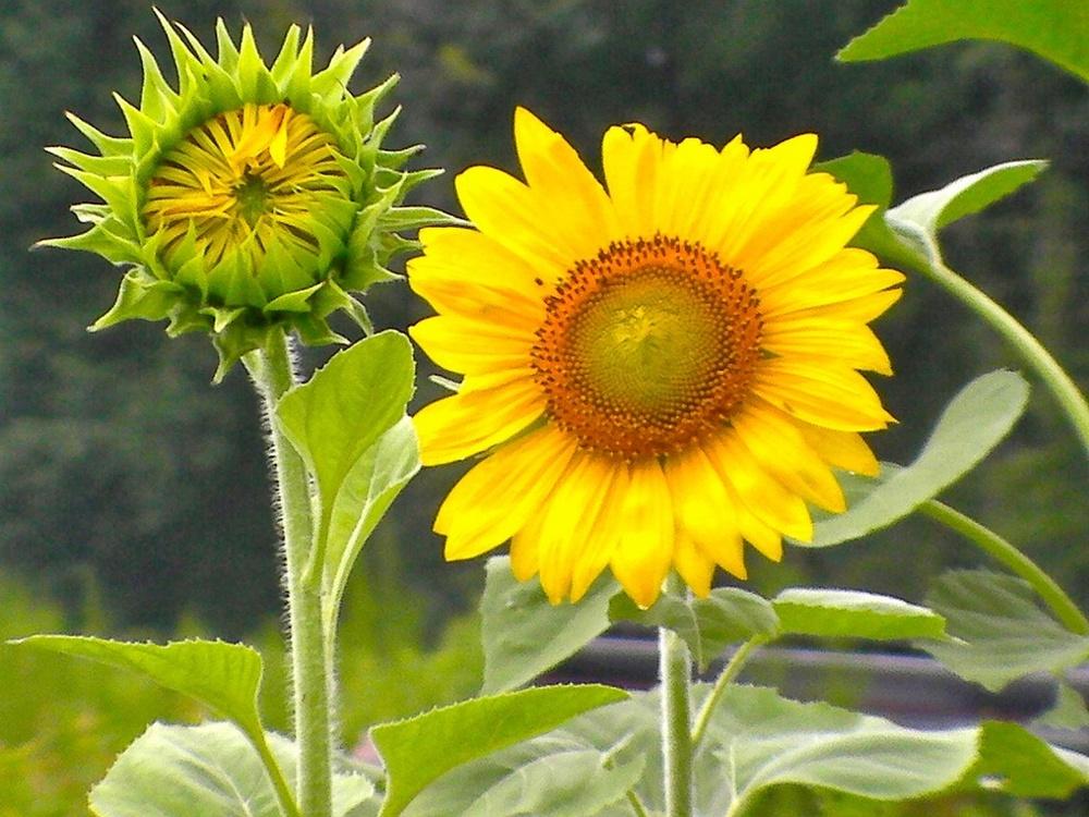 Photo of Sunflowers (Helianthus annuus) uploaded by DaisyRyder