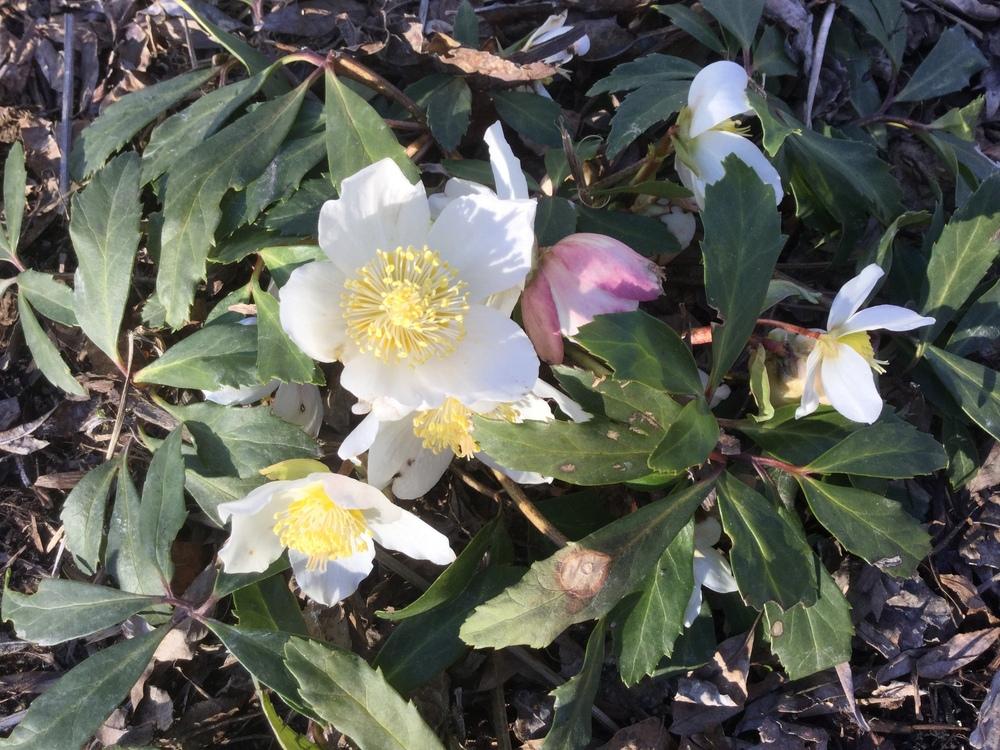 Photo of Hellebore (Helleborus niger Gold Collection® Jacob) uploaded by DebbieC