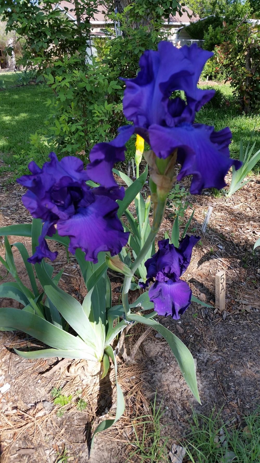 Photo of Tall Bearded Iris (Iris 'Titan's Glory') uploaded by FAIRYROSE