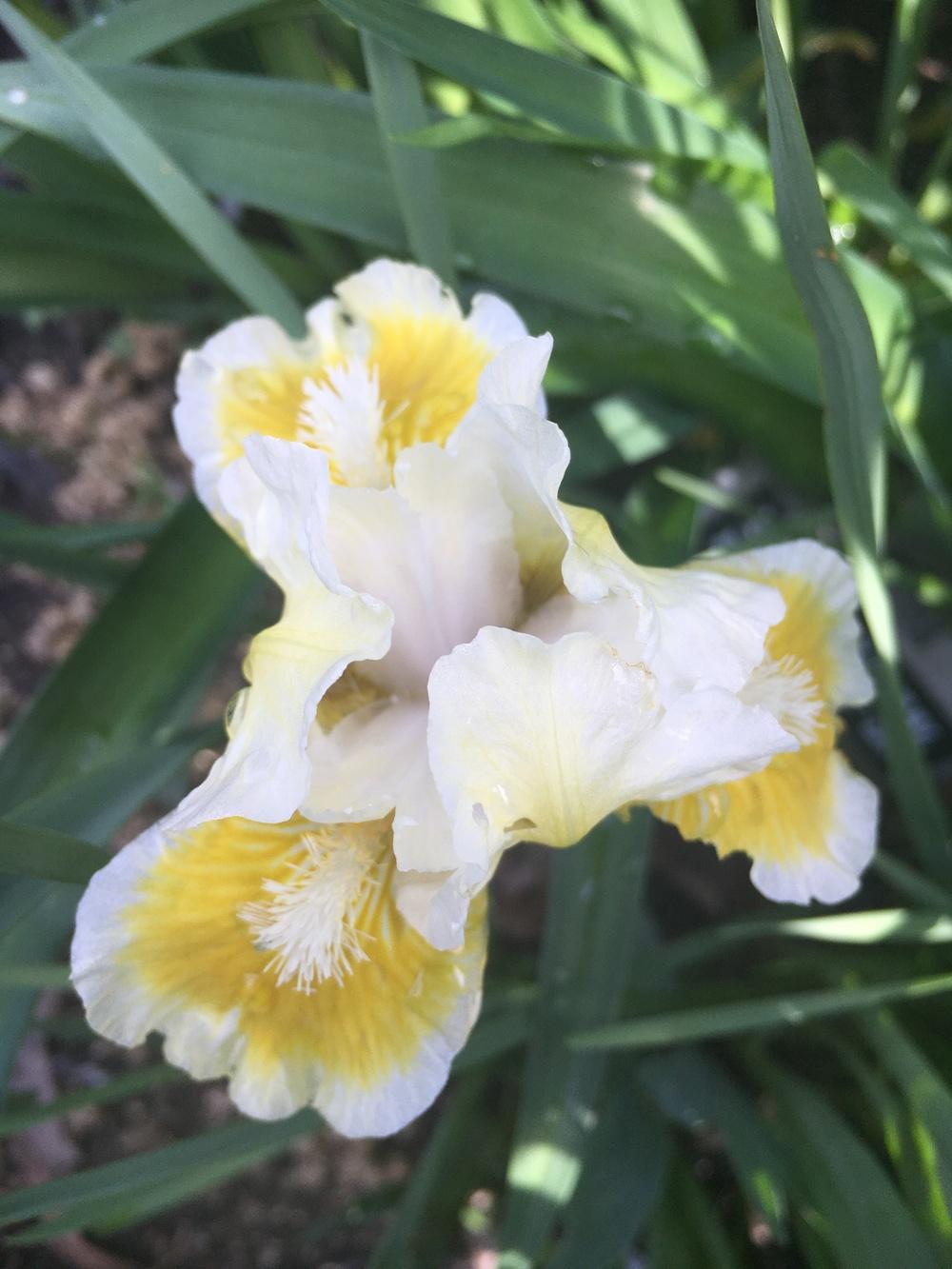 Photo of Standard Dwarf Bearded Iris (Iris 'With Castanets') uploaded by Lilydaydreamer