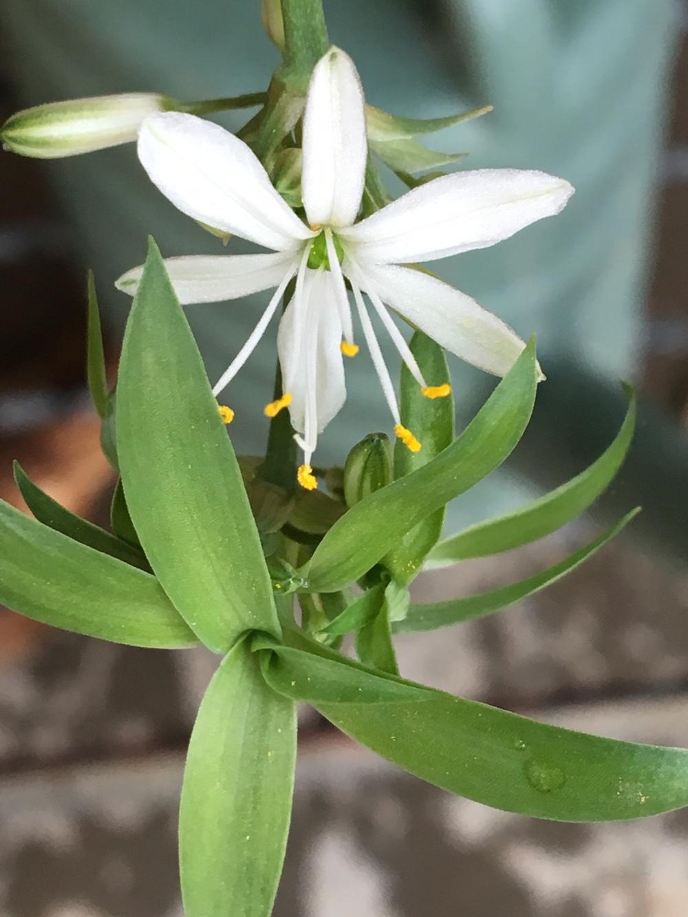 Photo of Spider Plant (Chlorophytum comosum) uploaded by LizDTM