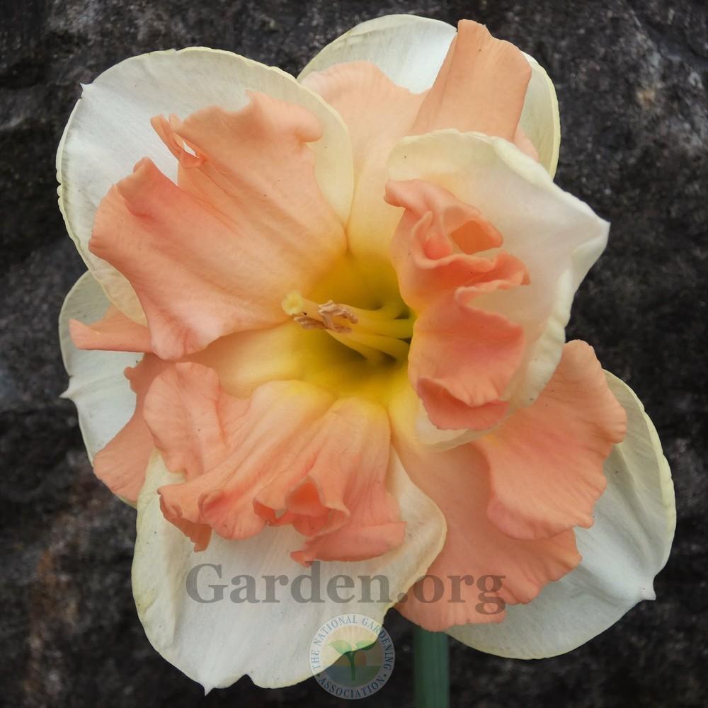 Photo of Split-Cupped Collar Daffodil (Narcissus 'Apricot Whirl') uploaded by Patty