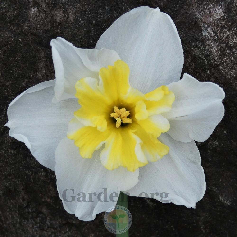 Photo of Split-Cupped Papillon Daffodil (Narcissus 'Lemon Beauty') uploaded by Patty