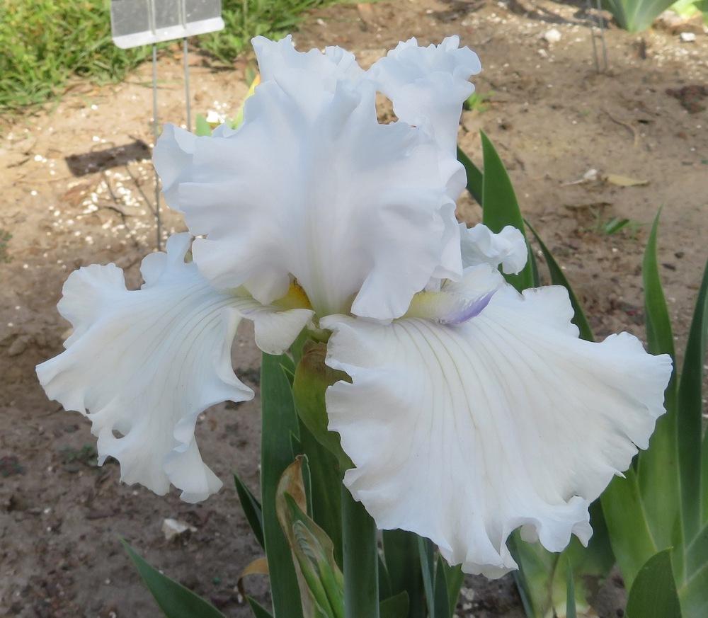 Photo of Tall Bearded Iris (Iris 'Alabaster Unicorn') uploaded by QHBarbie