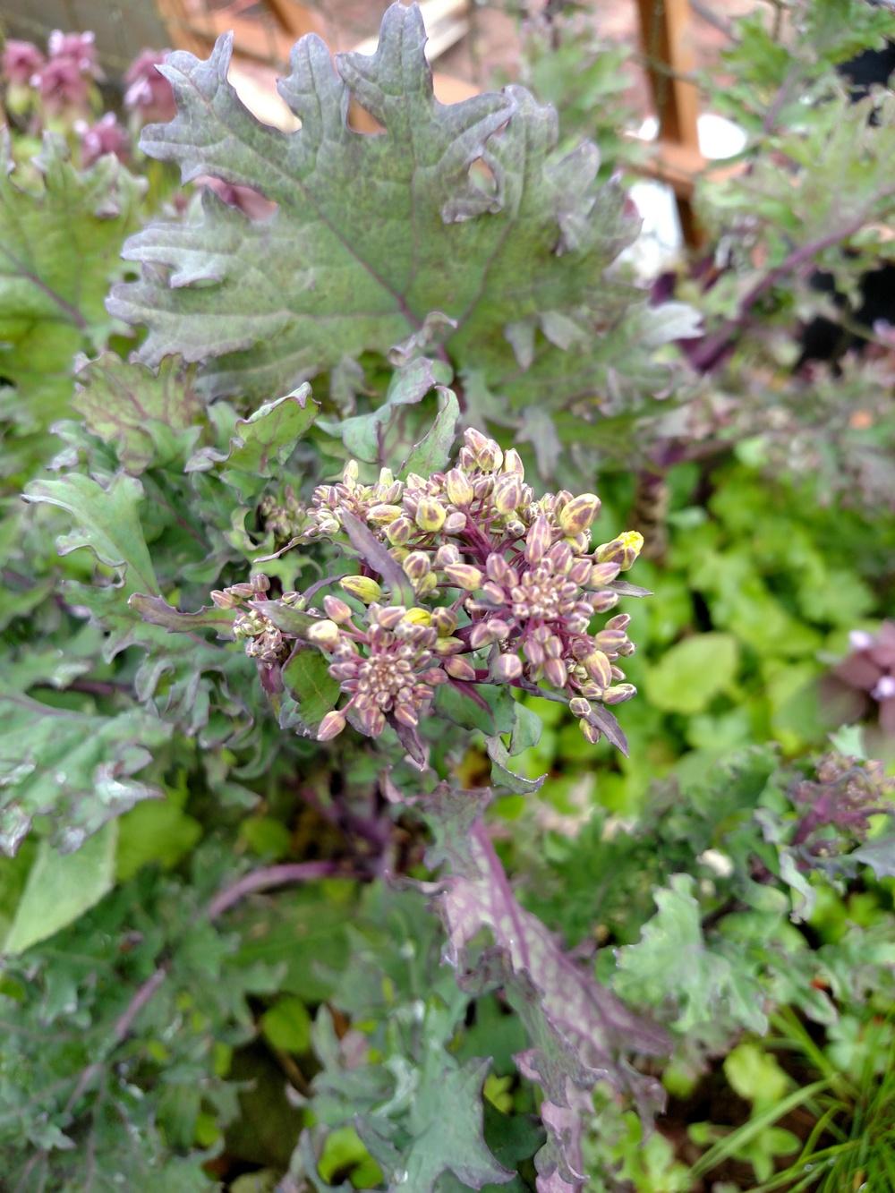 Photo of Siberian Kale (Brassica napus 'Red Russian') uploaded by Toni