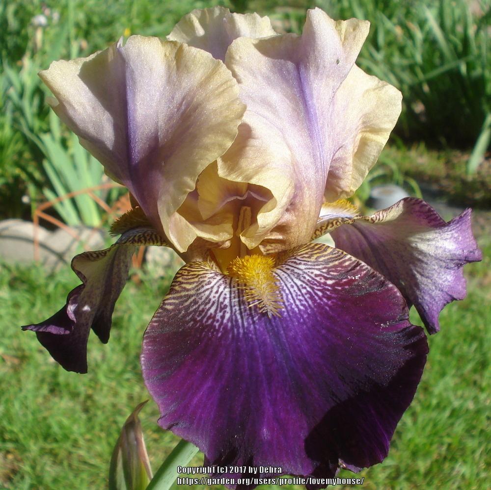 Photo of Tall Bearded Iris (Iris 'Amethyst Suncatcher') uploaded by lovemyhouse