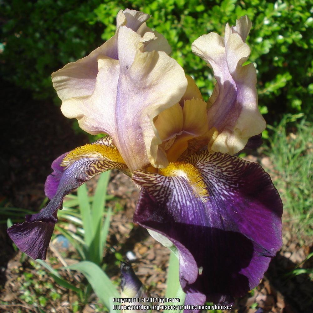 Photo of Tall Bearded Iris (Iris 'Amethyst Suncatcher') uploaded by lovemyhouse