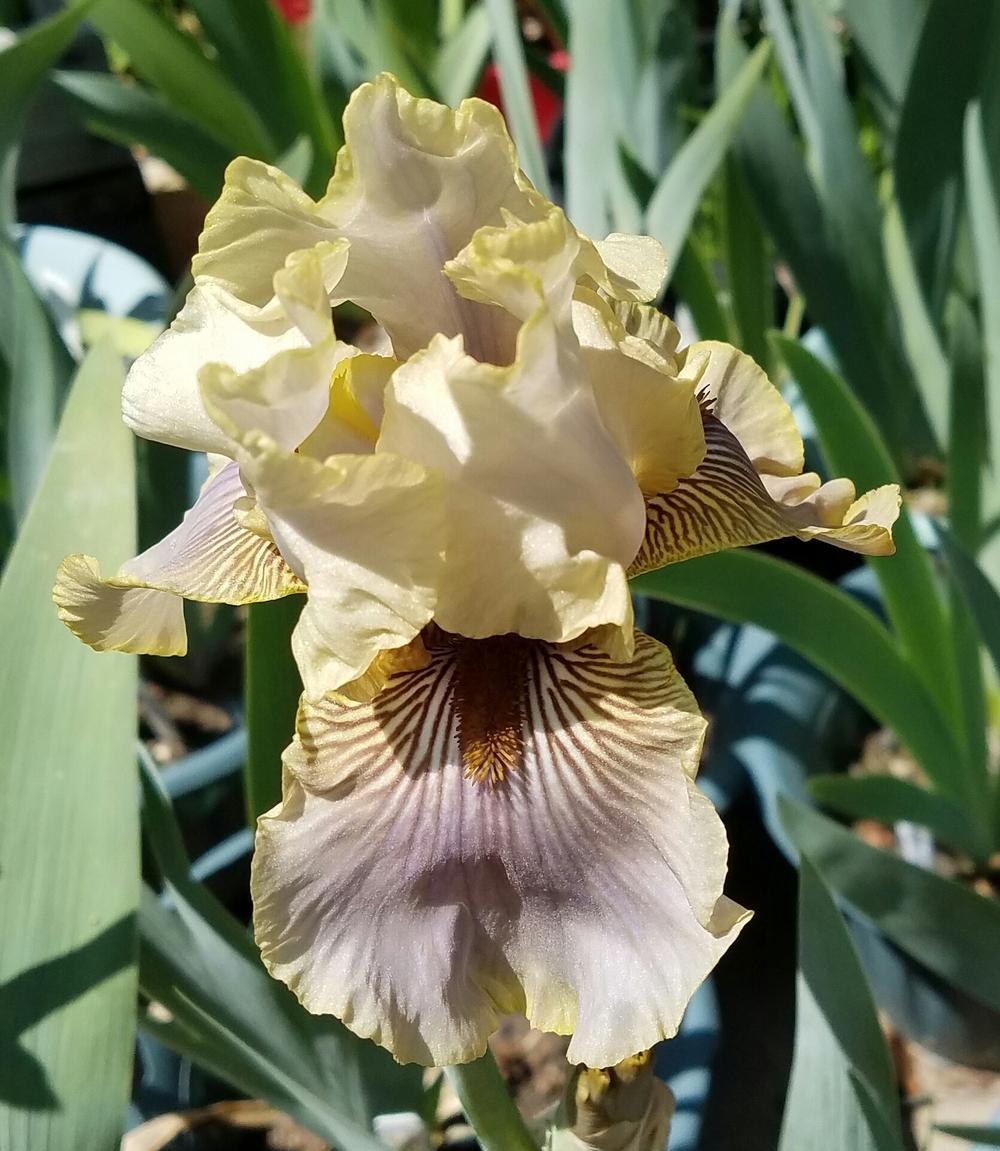 Photo of Tall Bearded Iris (Iris 'Green and Gifted') uploaded by mesospunky
