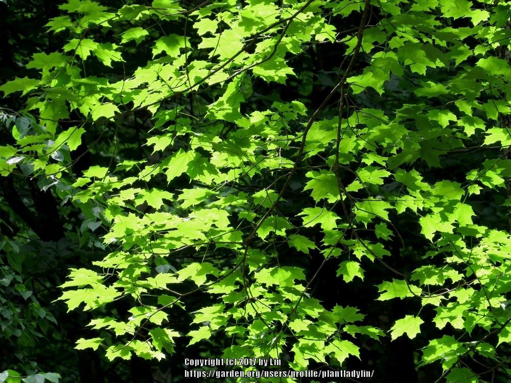 Photo of Sugar Maple (Acer saccharum) uploaded by plantladylin