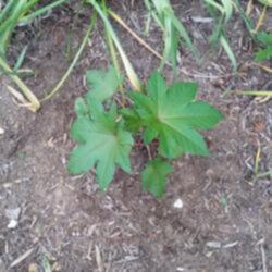 Location: Odenton Maryland
Self sown seedling