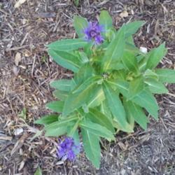 Photo of Mountain Cornflower (Centaurea montana) uploaded by robinbunch5