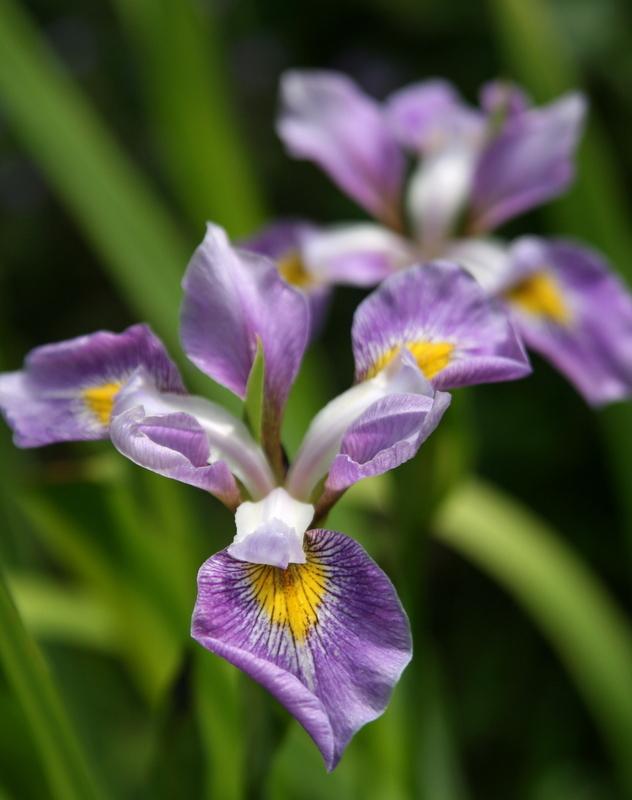 Photo of Species Iris (Iris virginica 'Contraband Girl') uploaded by Calif_Sue