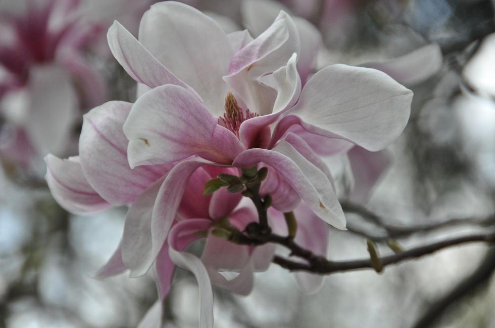 Photo of Saucer Magnolia (Magnolia x soulangeana) uploaded by Fleur569