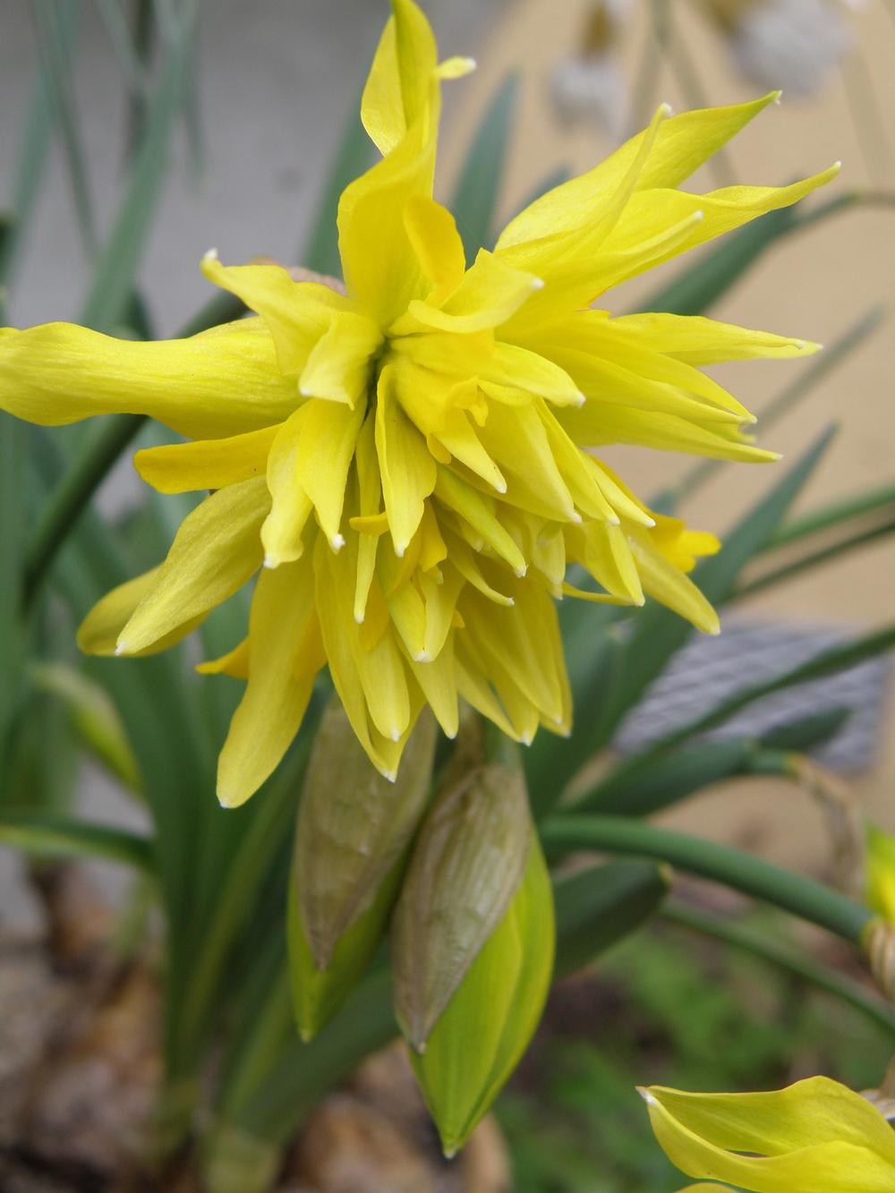 Photo of Double Daffodil (Narcissus 'Rip van Winkle') uploaded by IrisLilli