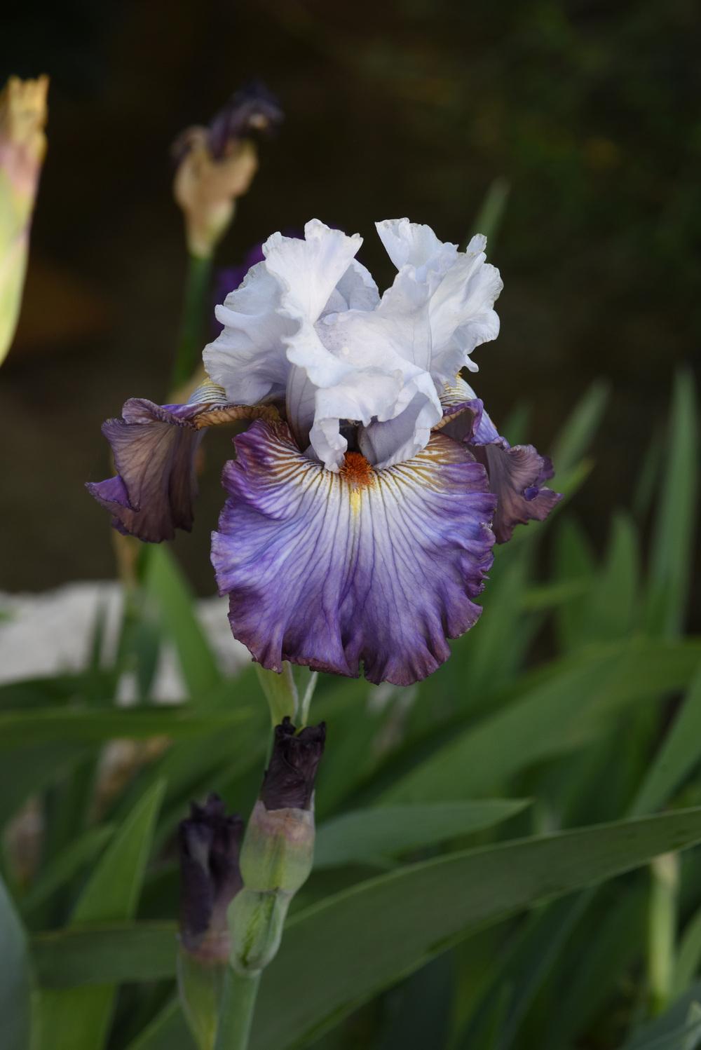 Photo of Tall Bearded Iris (Iris 'Arthouse') uploaded by cliftoncat