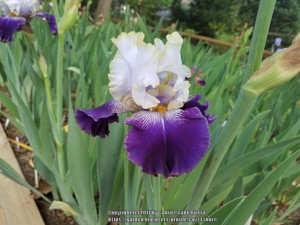 Photo of Tall Bearded Iris (Iris 'Slovak Prince') uploaded by Cuzz4short