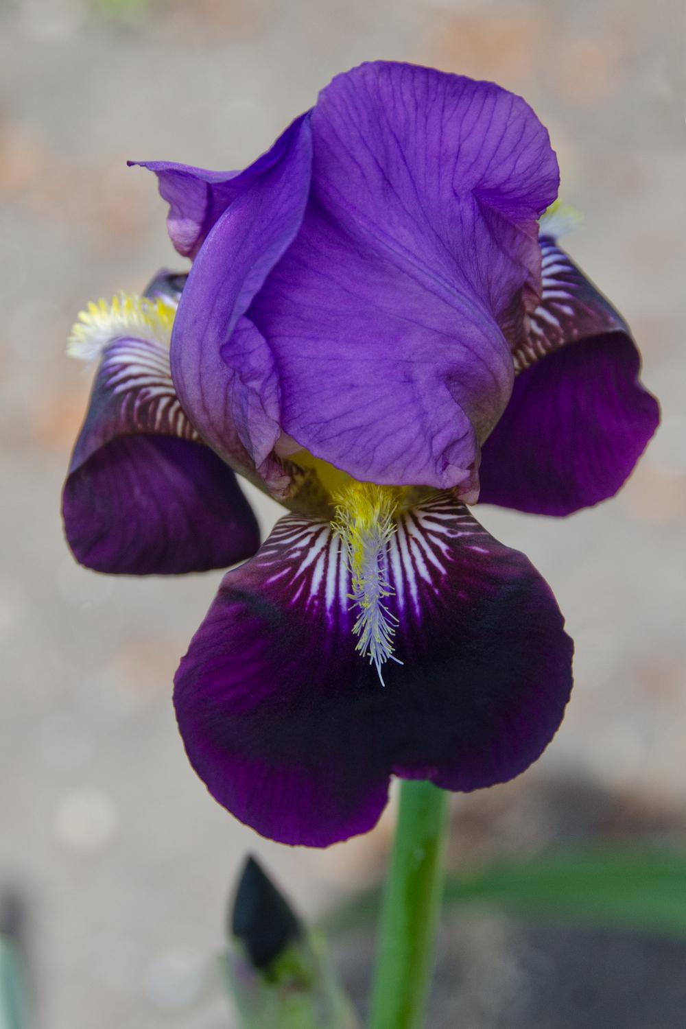 Photo of Tall Bearded Iris (Iris 'Cameroun') uploaded by Mikey