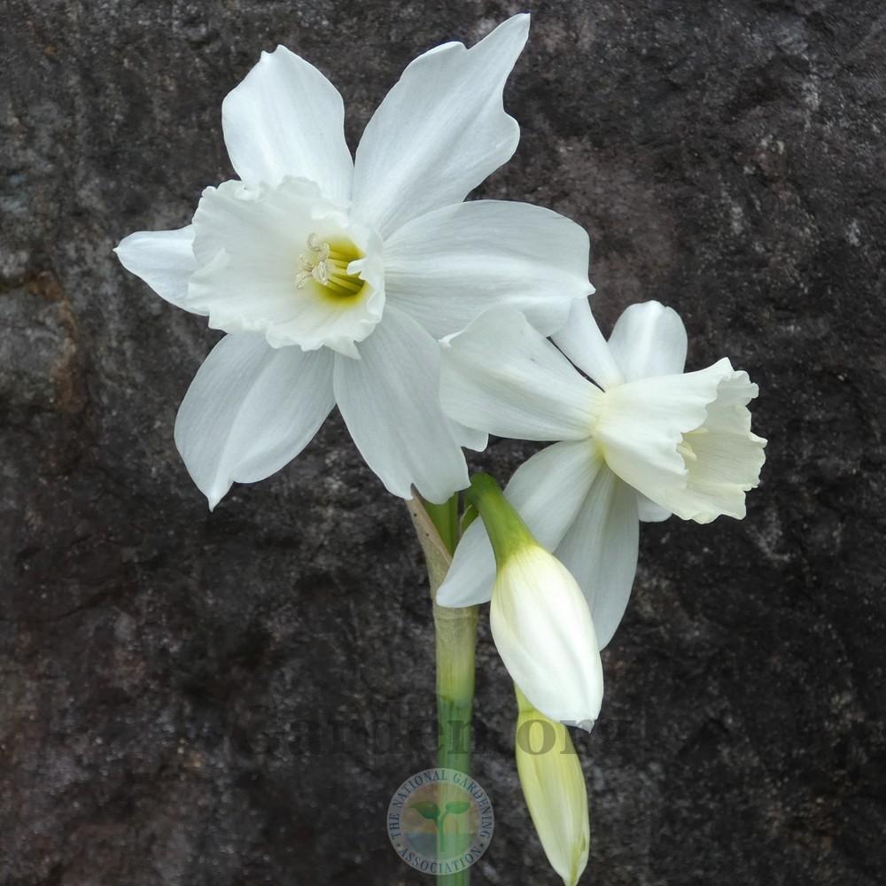 Photo of Triandrus Daffodil (Narcissus 'Thalia') uploaded by Patty