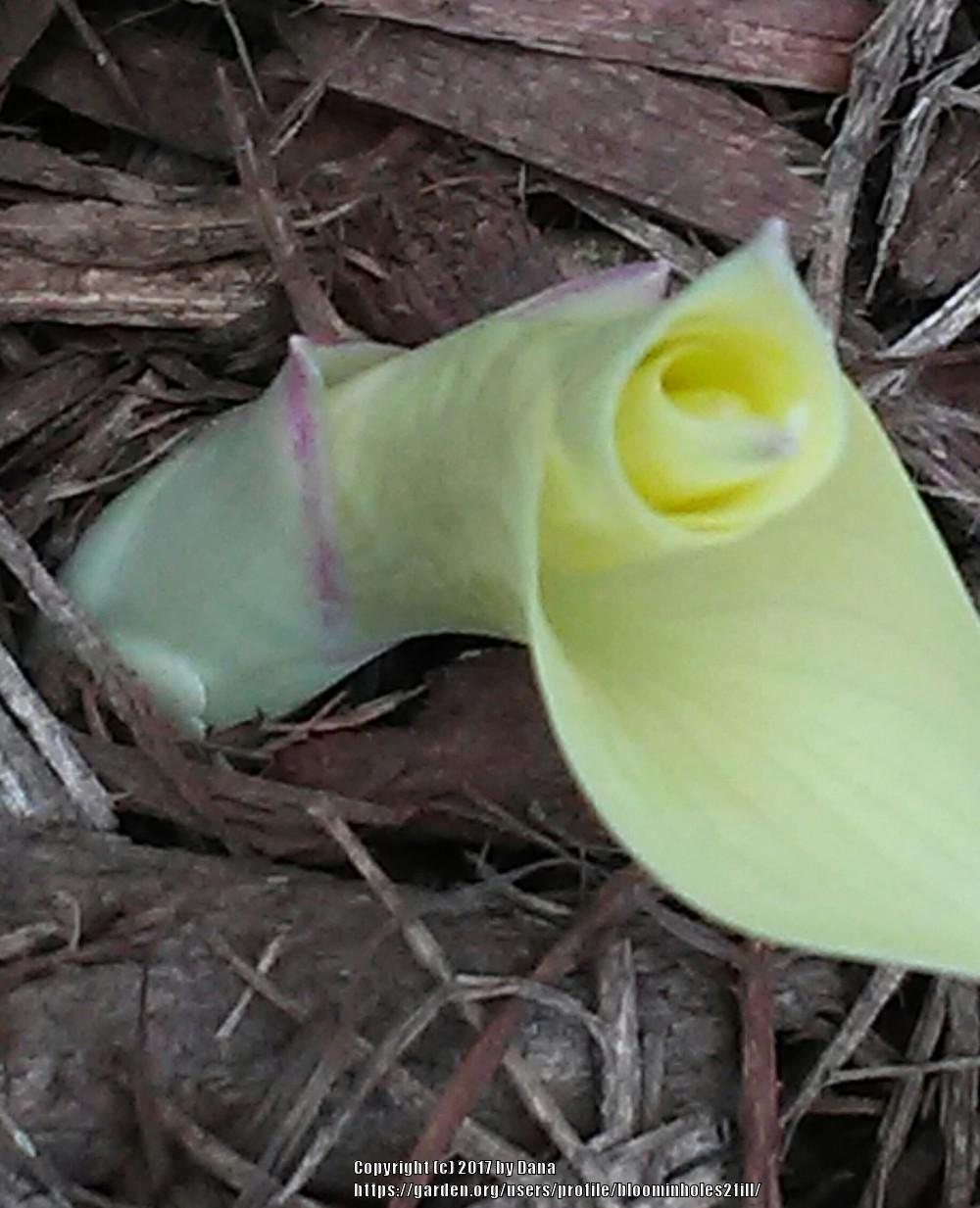 Photo of Hosta 'White Feather' uploaded by bloominholes2fill