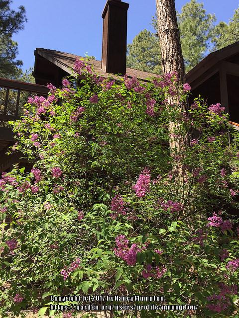 Photo of Common Lilac (Syringa vulgaris) uploaded by nmumpton
