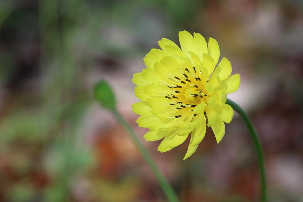 Photo of Texas Dandelion (Pyrrhopappus pauciflorus) uploaded by GrammaChar