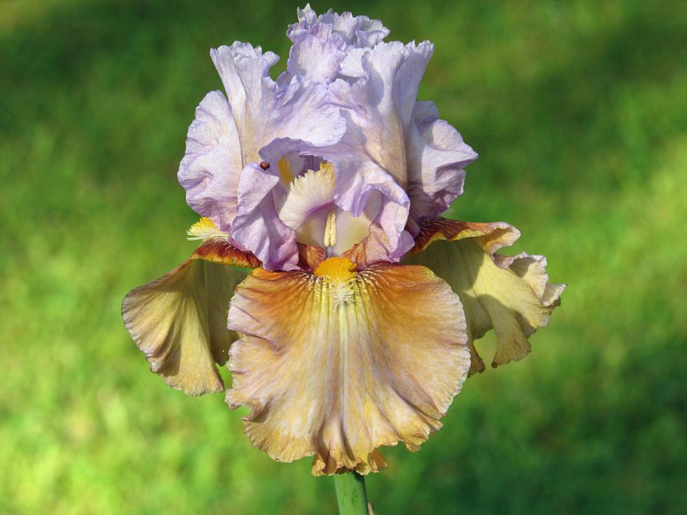 Photo of Tall Bearded Iris (Iris 'Cow Palace') uploaded by Lestv