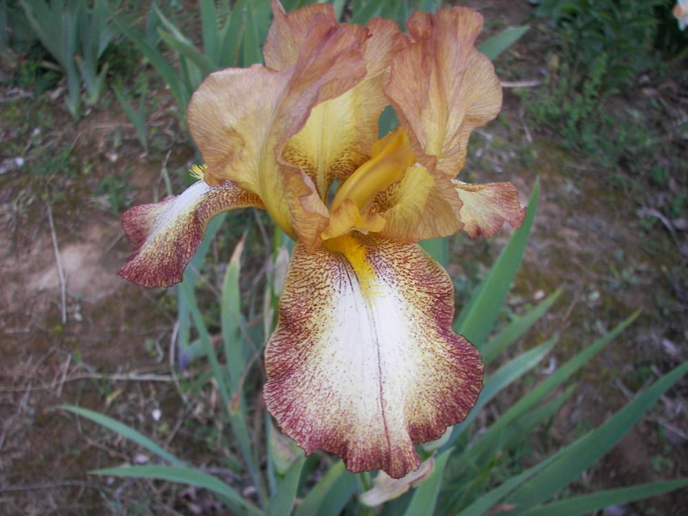 Photo of Tall Bearded Iris (Iris 'Belvi Queen') uploaded by alilyfan