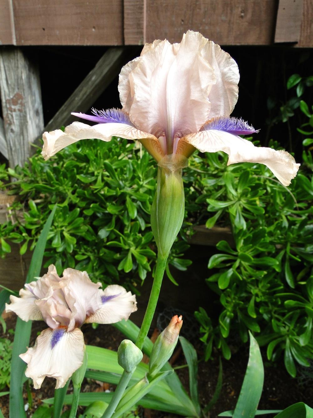 Photo of Intermediate Bearded Iris (Iris 'Concertina') uploaded by golden_goddess