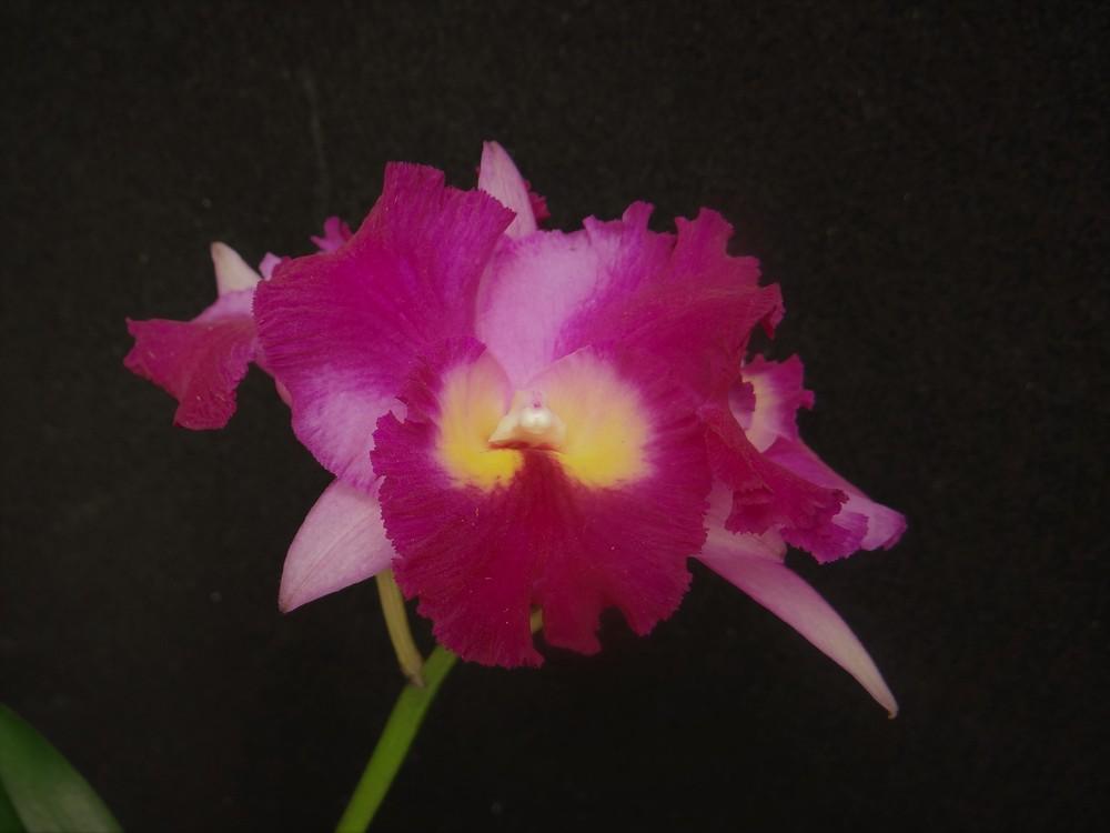 Photo of Orchid (Cattleya) uploaded by hawkarica