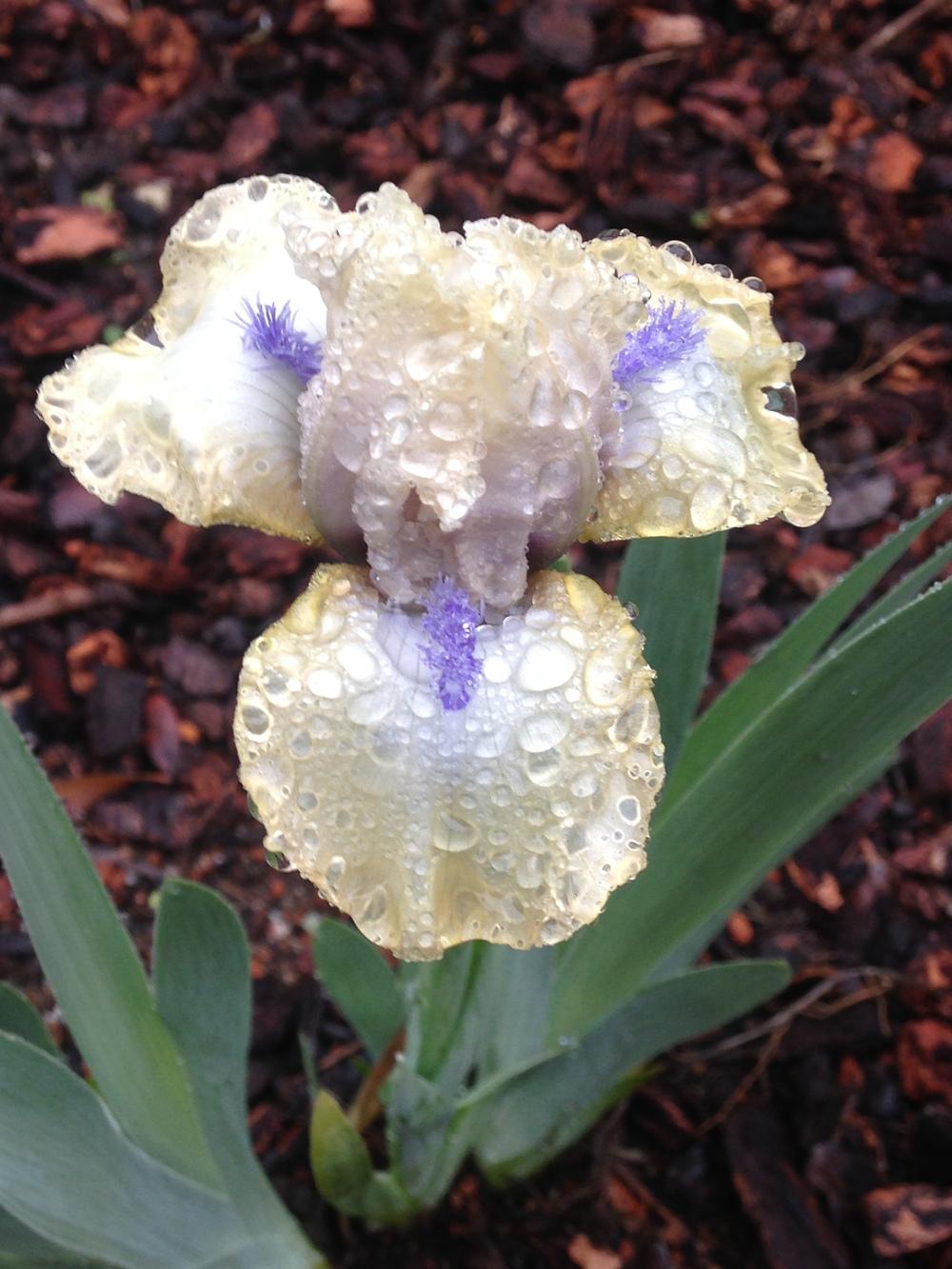 Photo of Standard Dwarf Bearded Iris (Iris 'Satin Accent') uploaded by lilpod13