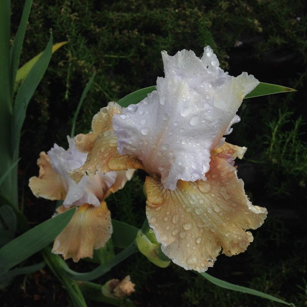 Photo of Tall Bearded Iris (Iris 'Champagne Elegance') uploaded by lilpod13