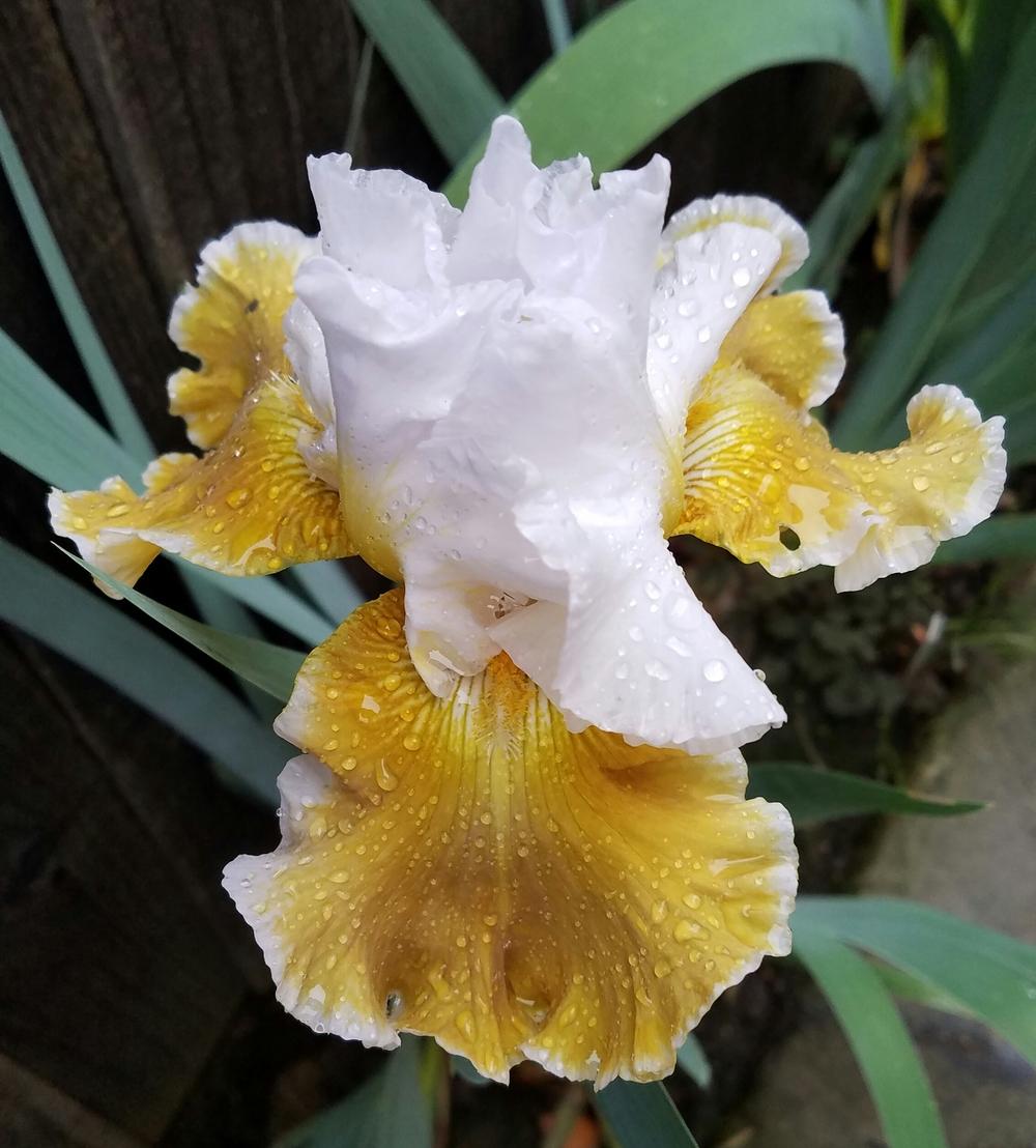 Photo of Tall Bearded Iris (Iris 'Going Green') uploaded by mesospunky