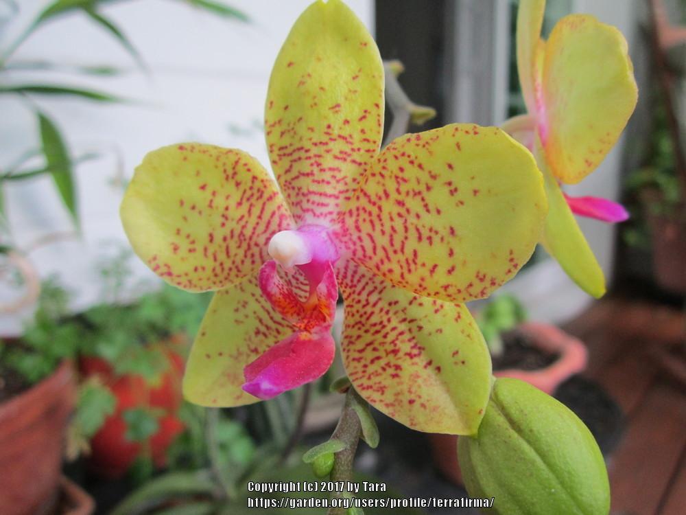 Photo of Orchid (Phalaenopsis Sogo David) uploaded by terrafirma